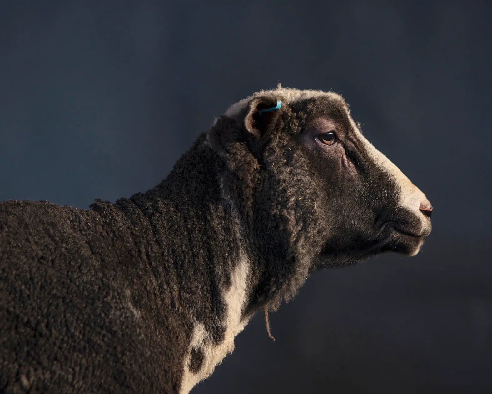 Portrait of a Ram II — 2024 — Pastureland