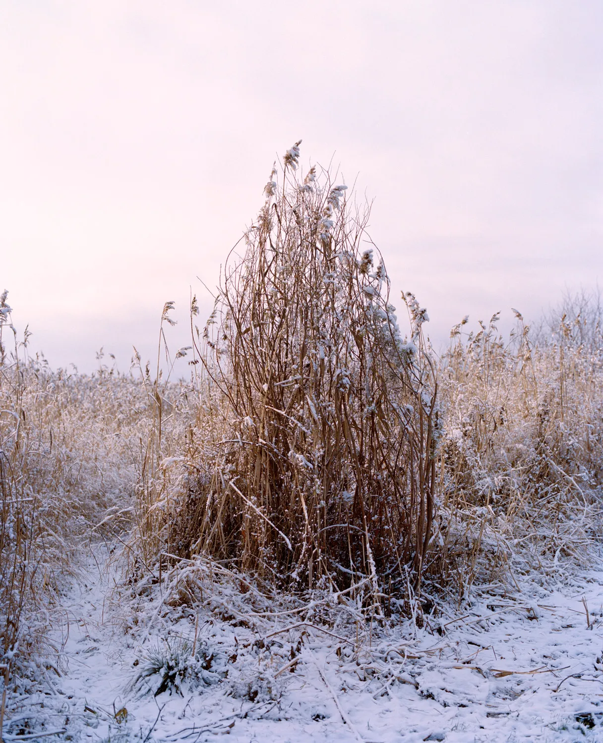 Frozen Reed — 2016 — Äimärautio