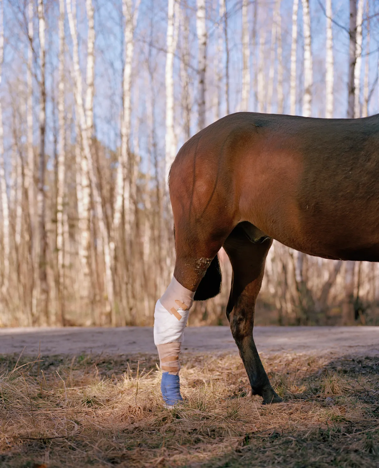 Convalescent — 2016 — Äimärautio