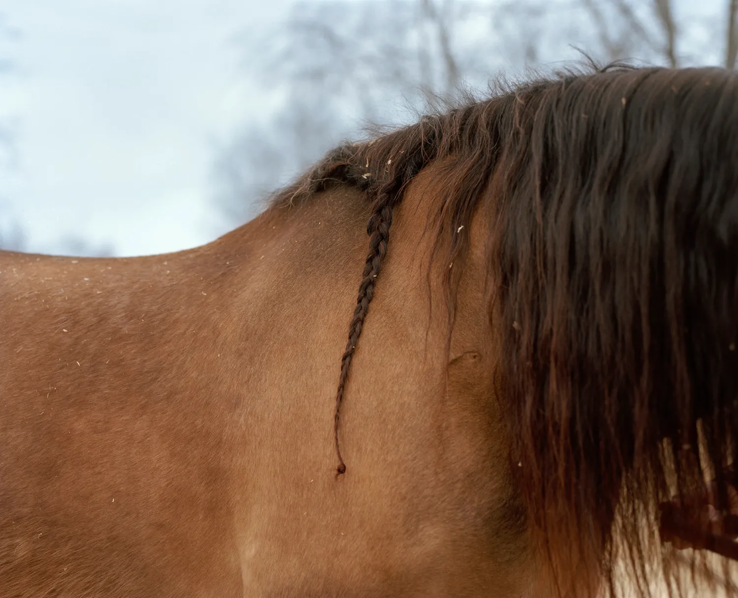 Langemann Plaited — 2016 — Äimärautio