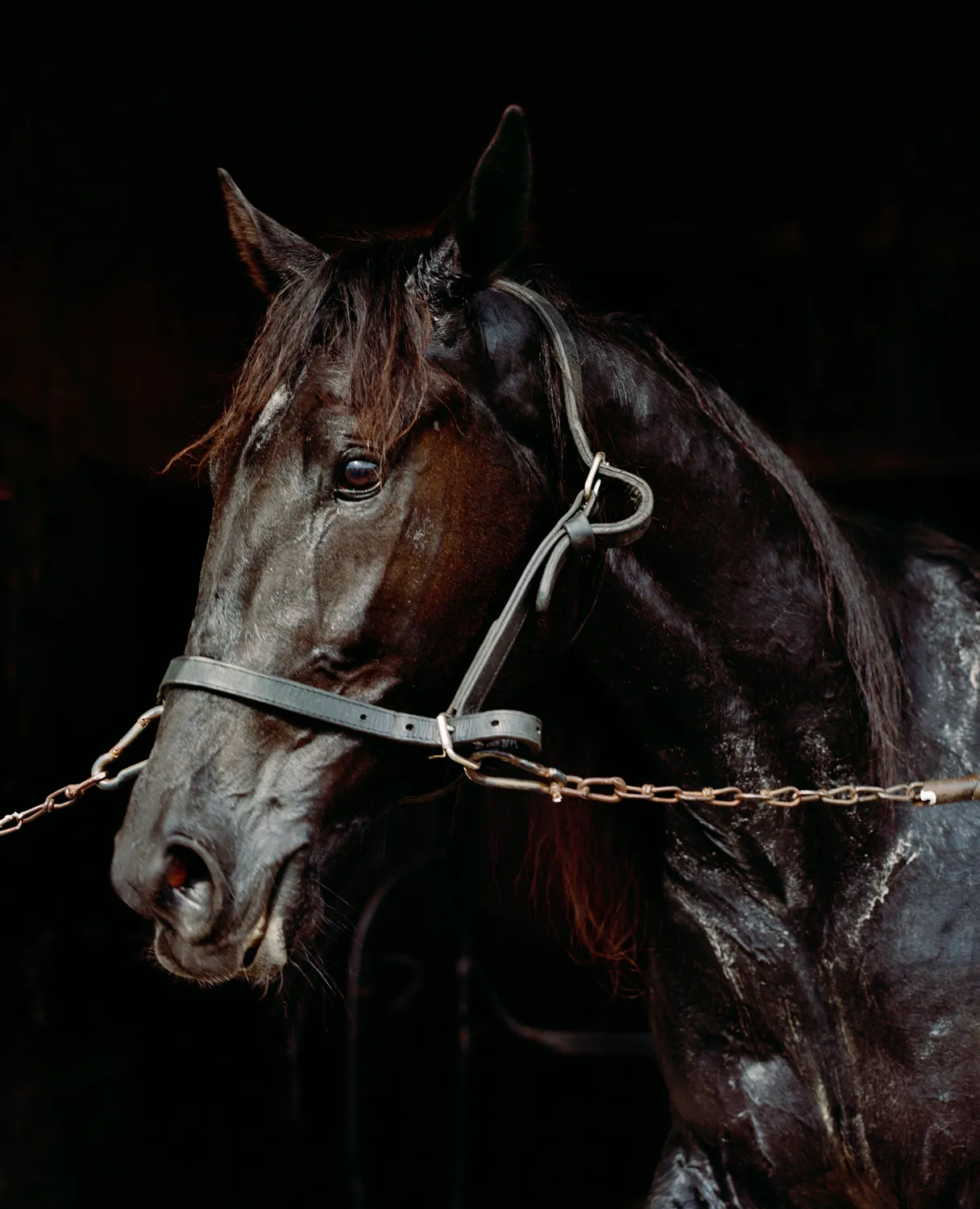 Trotter — 2016 — Äimärautio