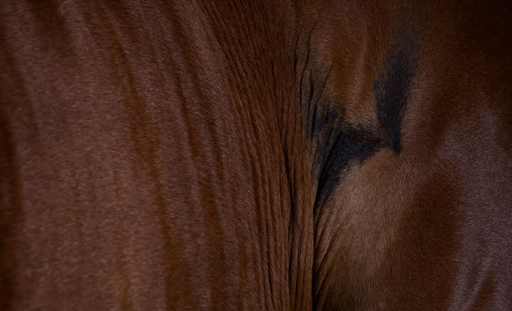 The Horse