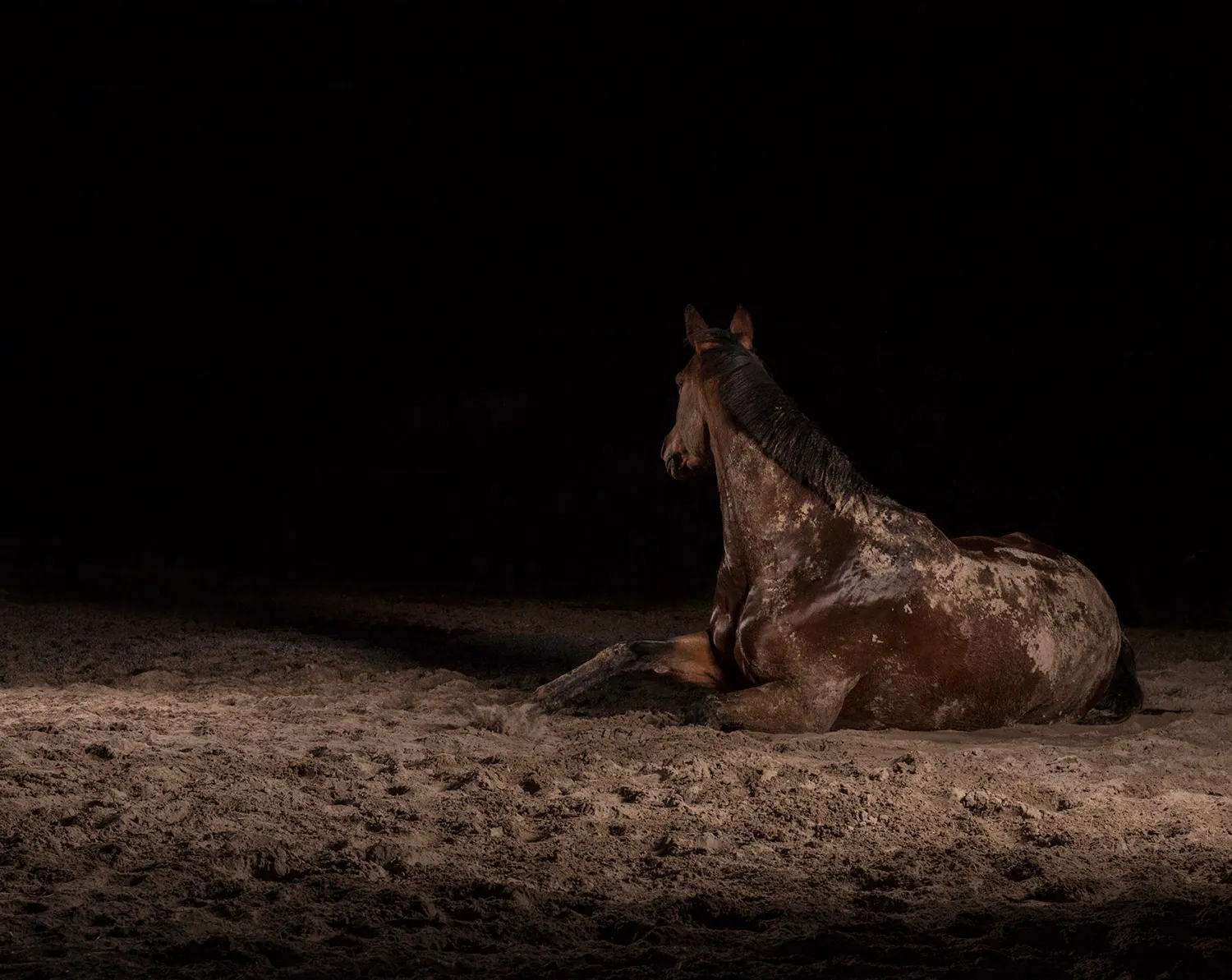 Momentum I-IX 4 — The Horse