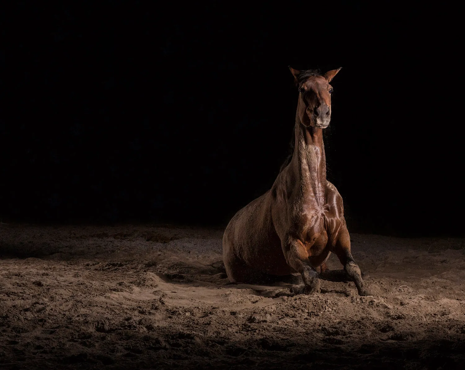 Momentum I-IX 5 — The Horse