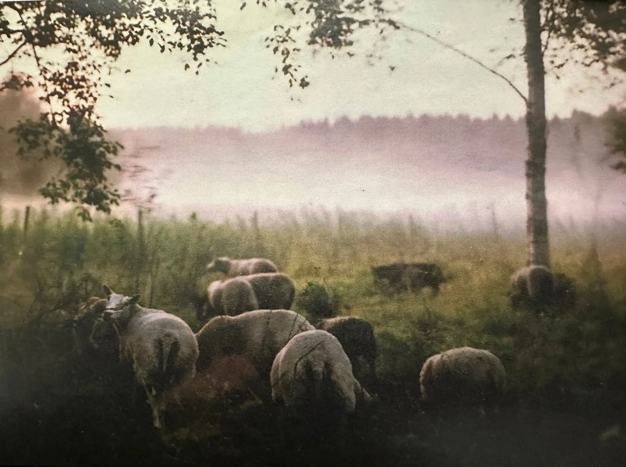 Pastureland