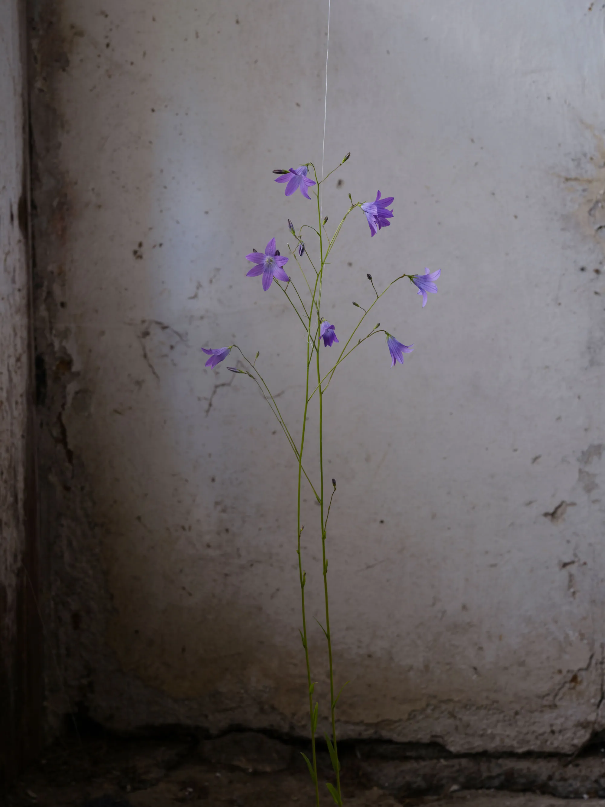 Campanula Patula — 2024 — Pastureland