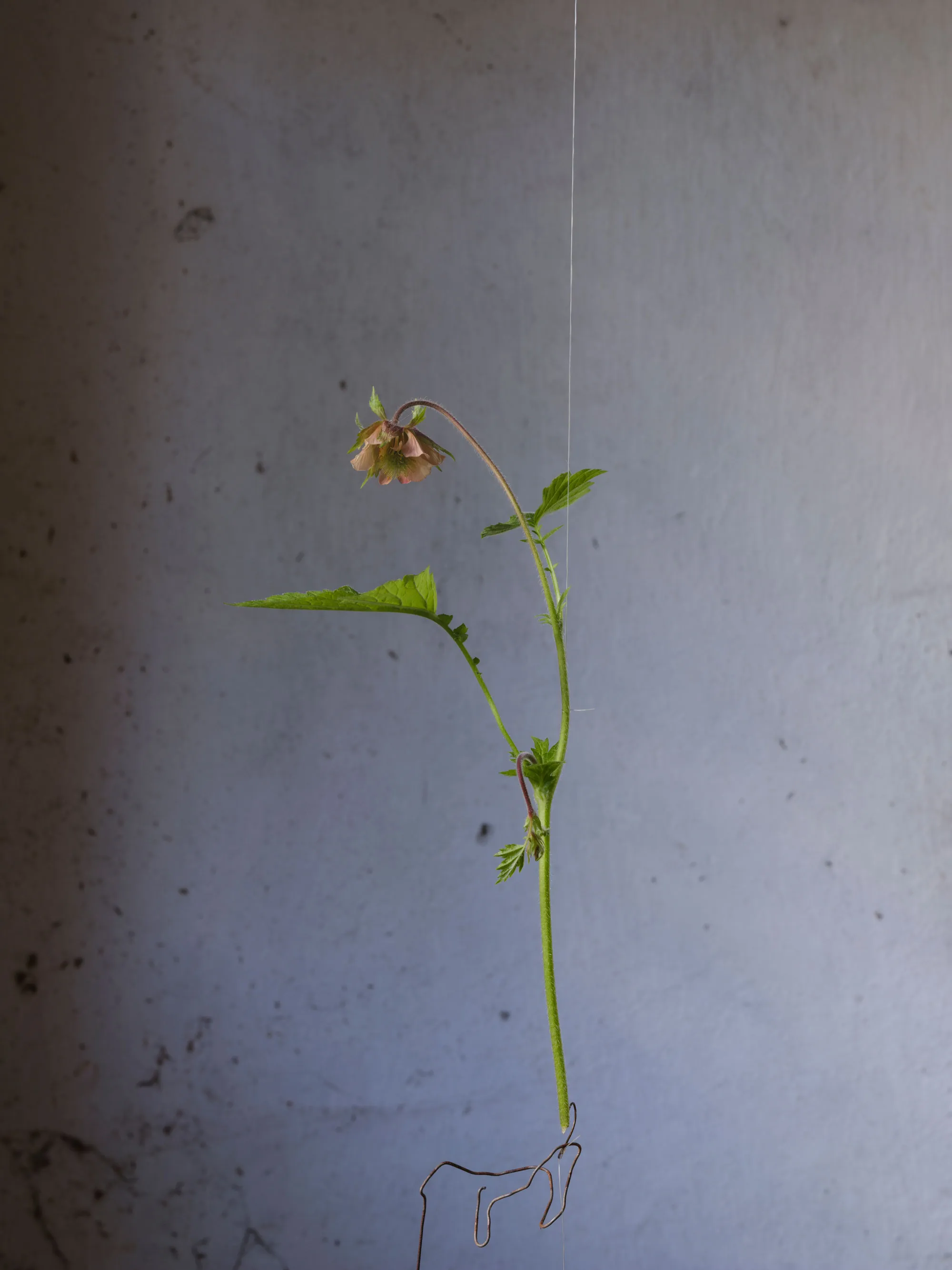Geum Rivale — 2024 — Pastureland