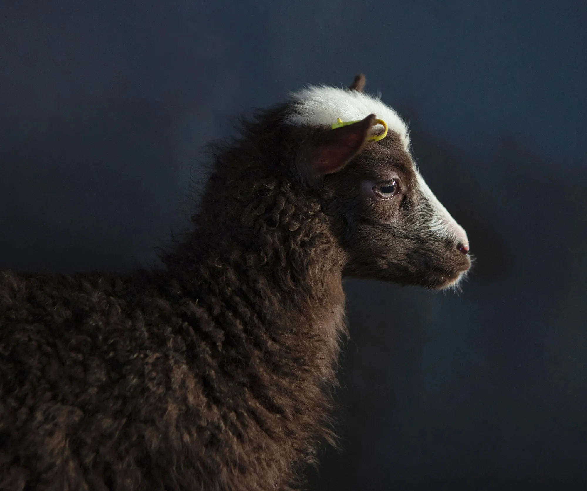 Pastureland 1 — Pastureland