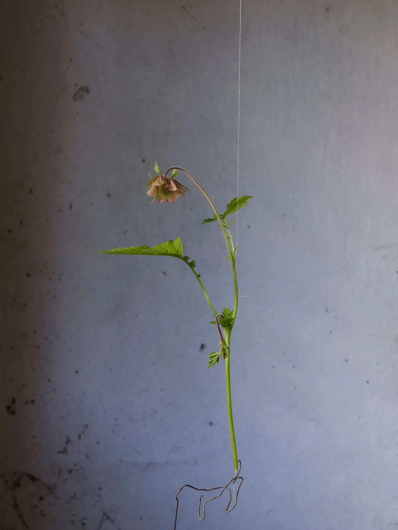 Geum Rivale — 2024 — Pastureland