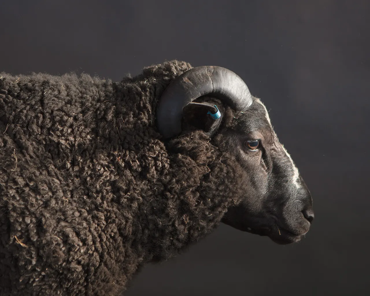 Portrait of a Ram I — 2024 — Pastureland