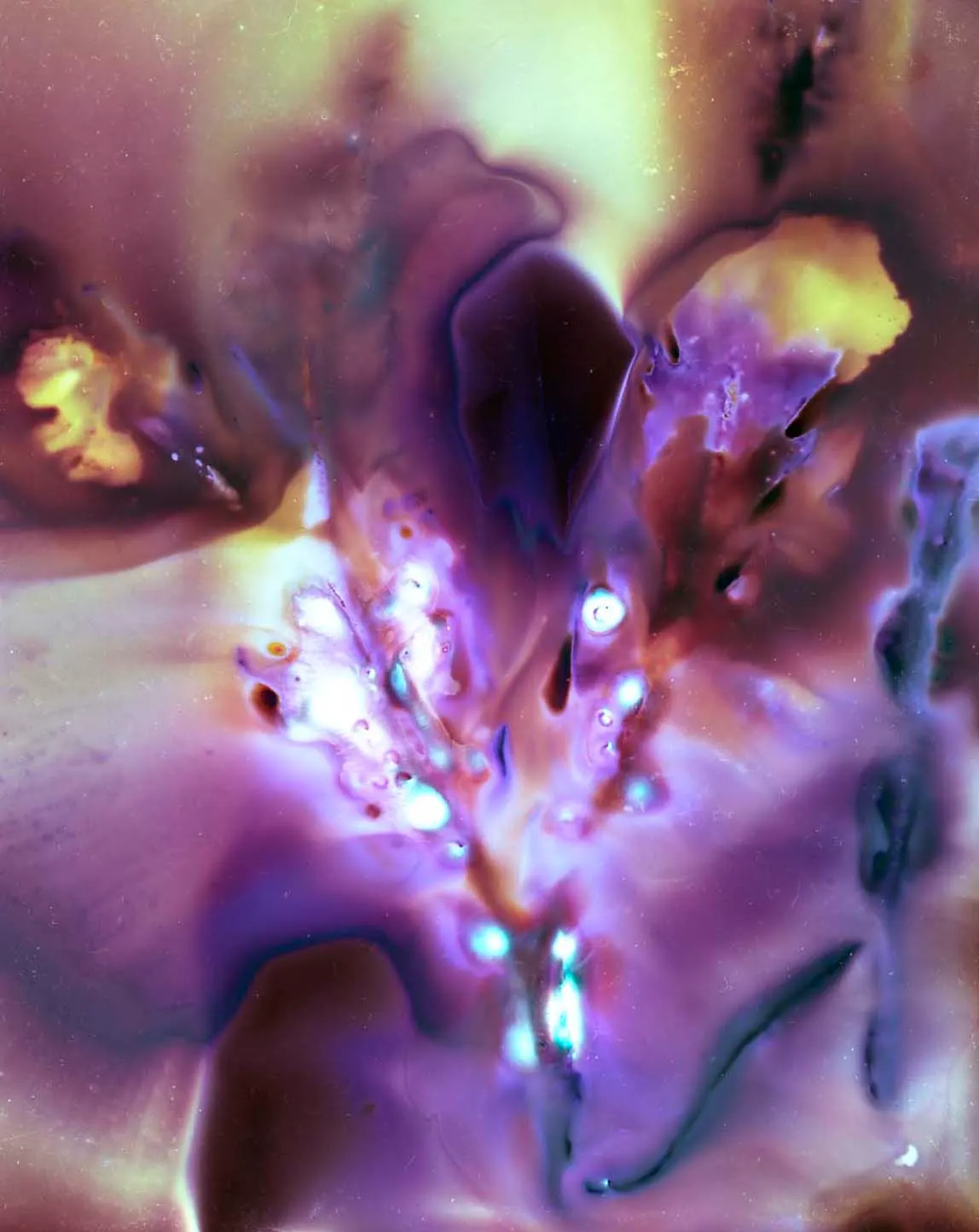 56,93163° P, 12,35254° (Glommen, Sweden) — 2025 — Seaweed Experimentations