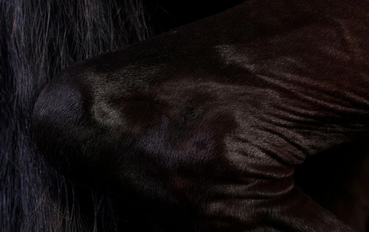 The Horse