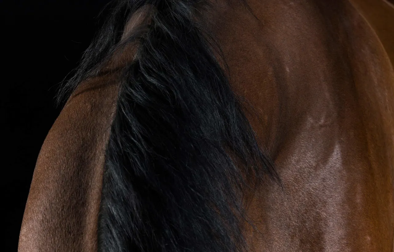 The Horse