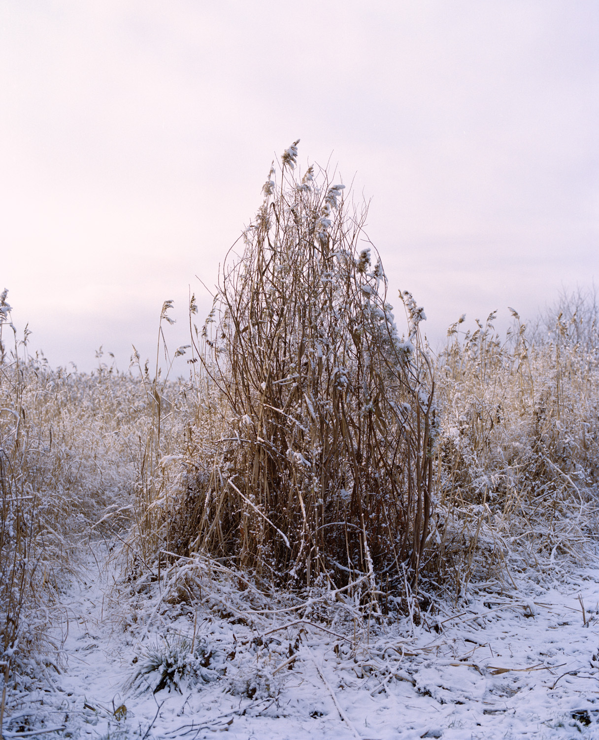 Frozen Reed — 2016 — Äimärautio