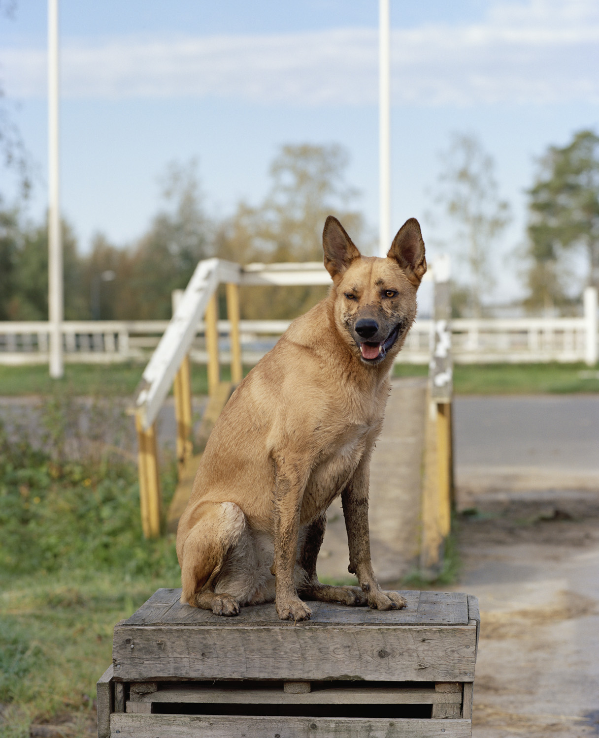Pablo The Dog — 2016 — Äimärautio