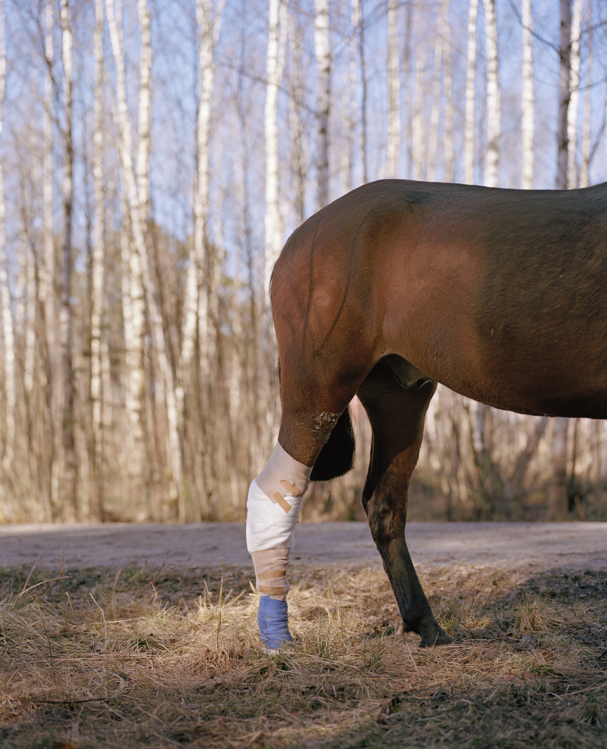 Convalescent — 2016 — Äimärautio