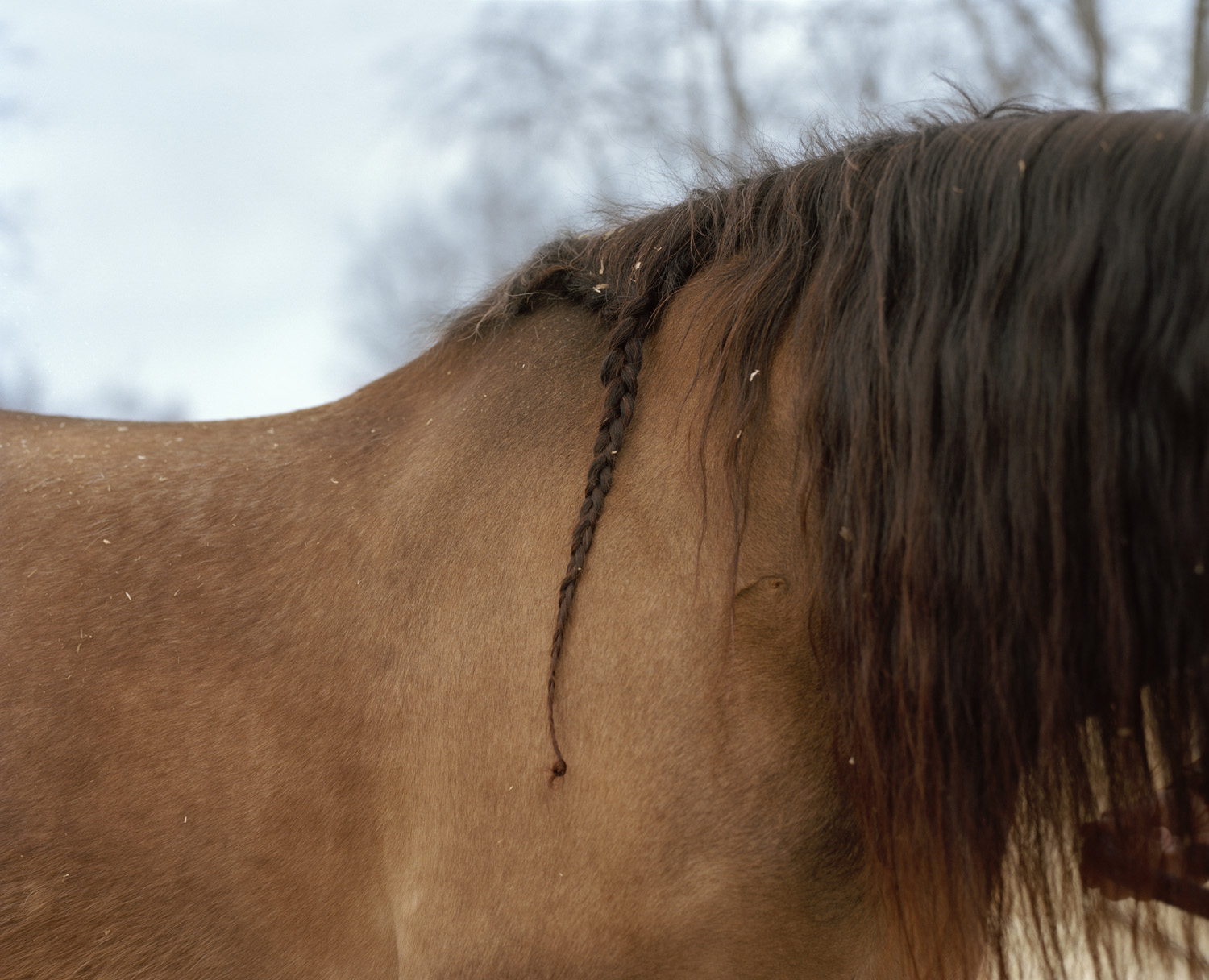 Langemann Plaited — 2016 — Äimärautio