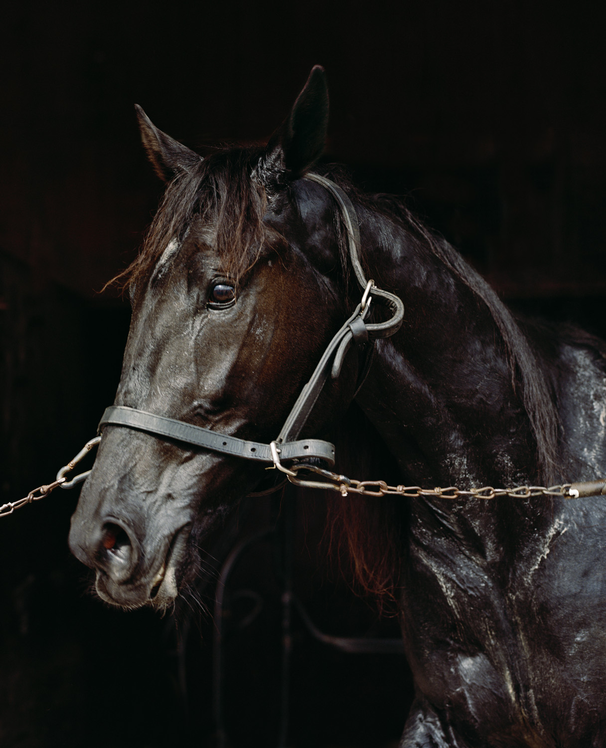 Trotter — 2016 — Äimärautio