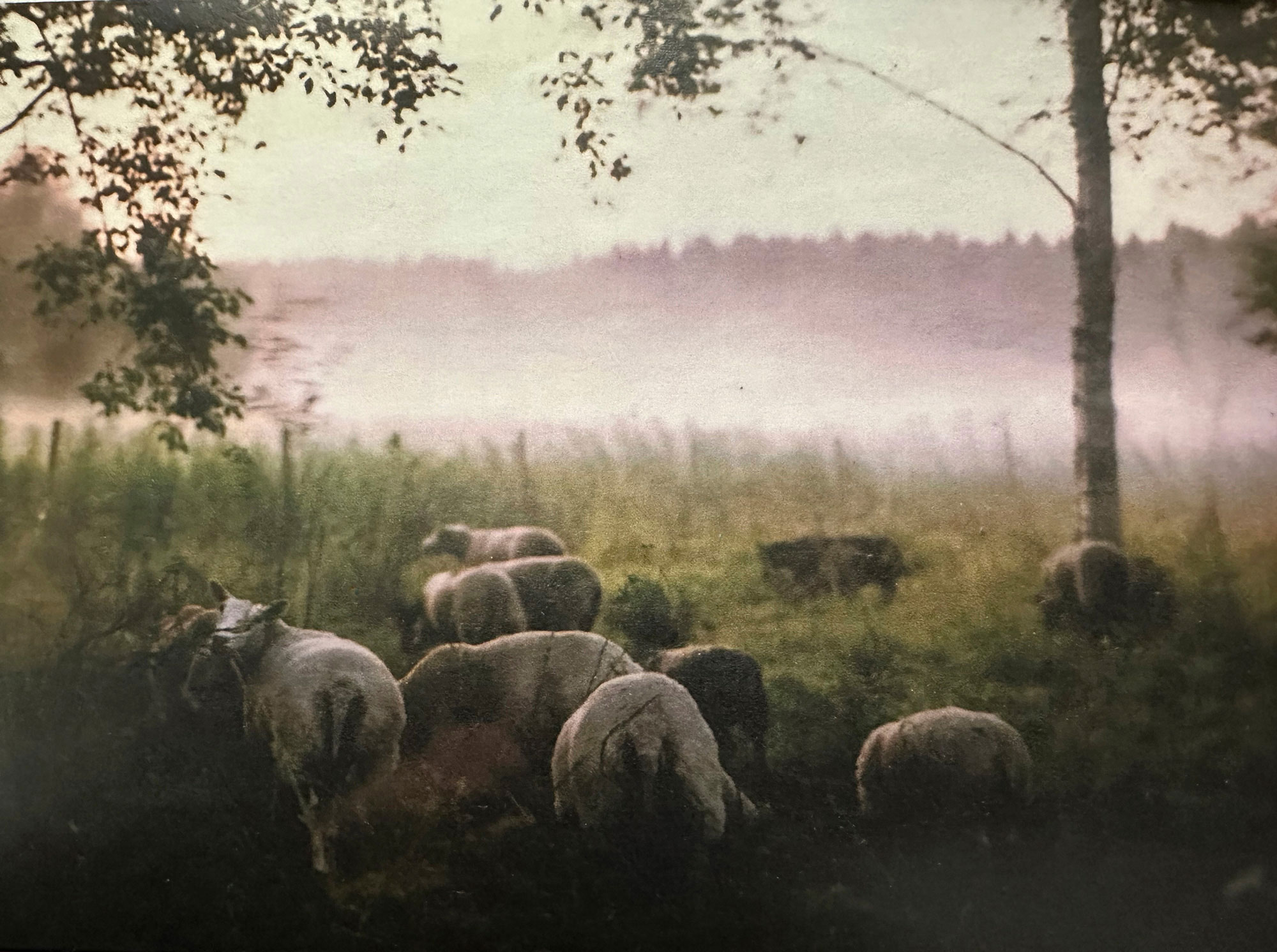 Pastureland