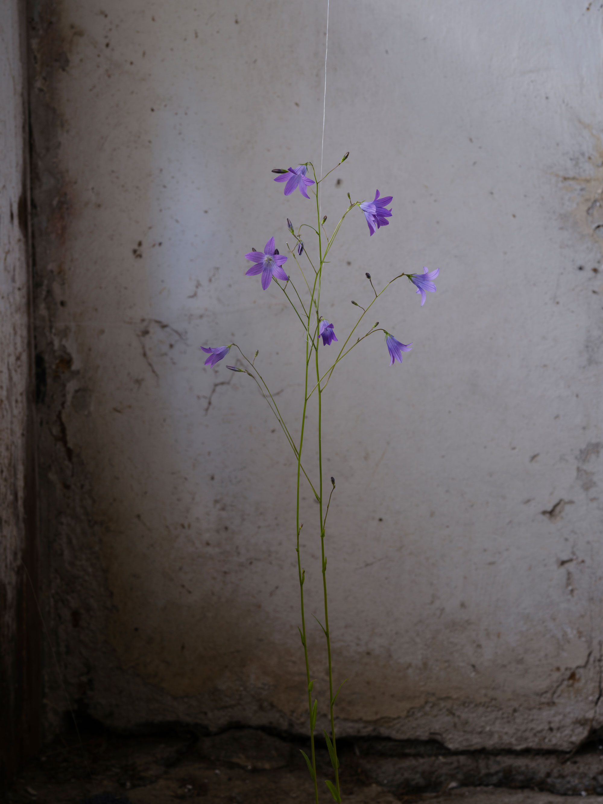 Campanula Patula — 2024 — Pastureland