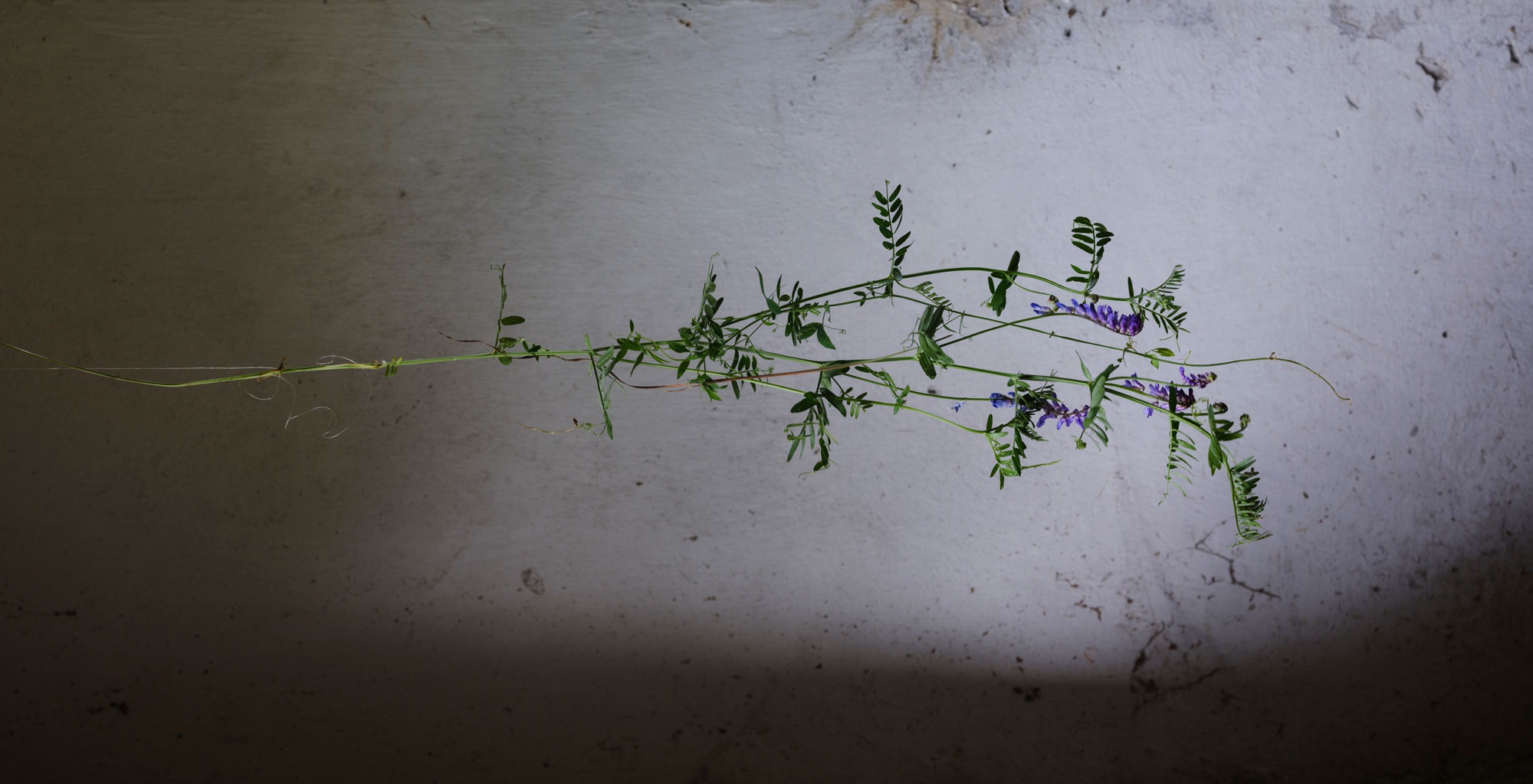 2024 — Pastureland