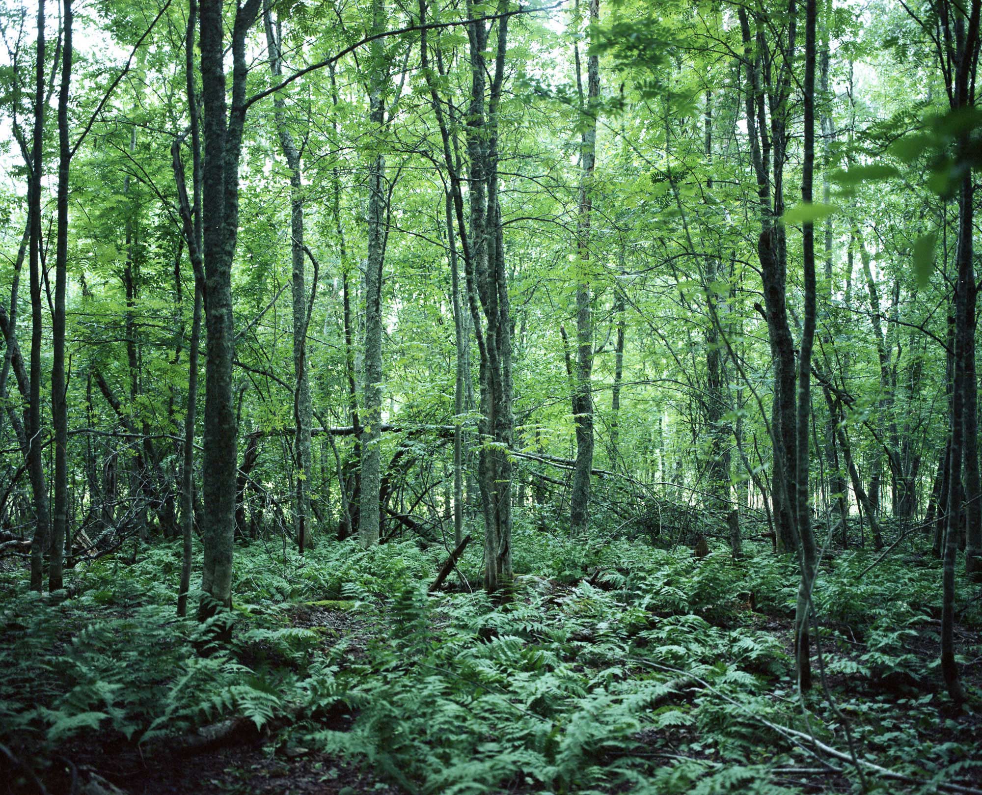 Forest Pasture — 2020 — Pastureland