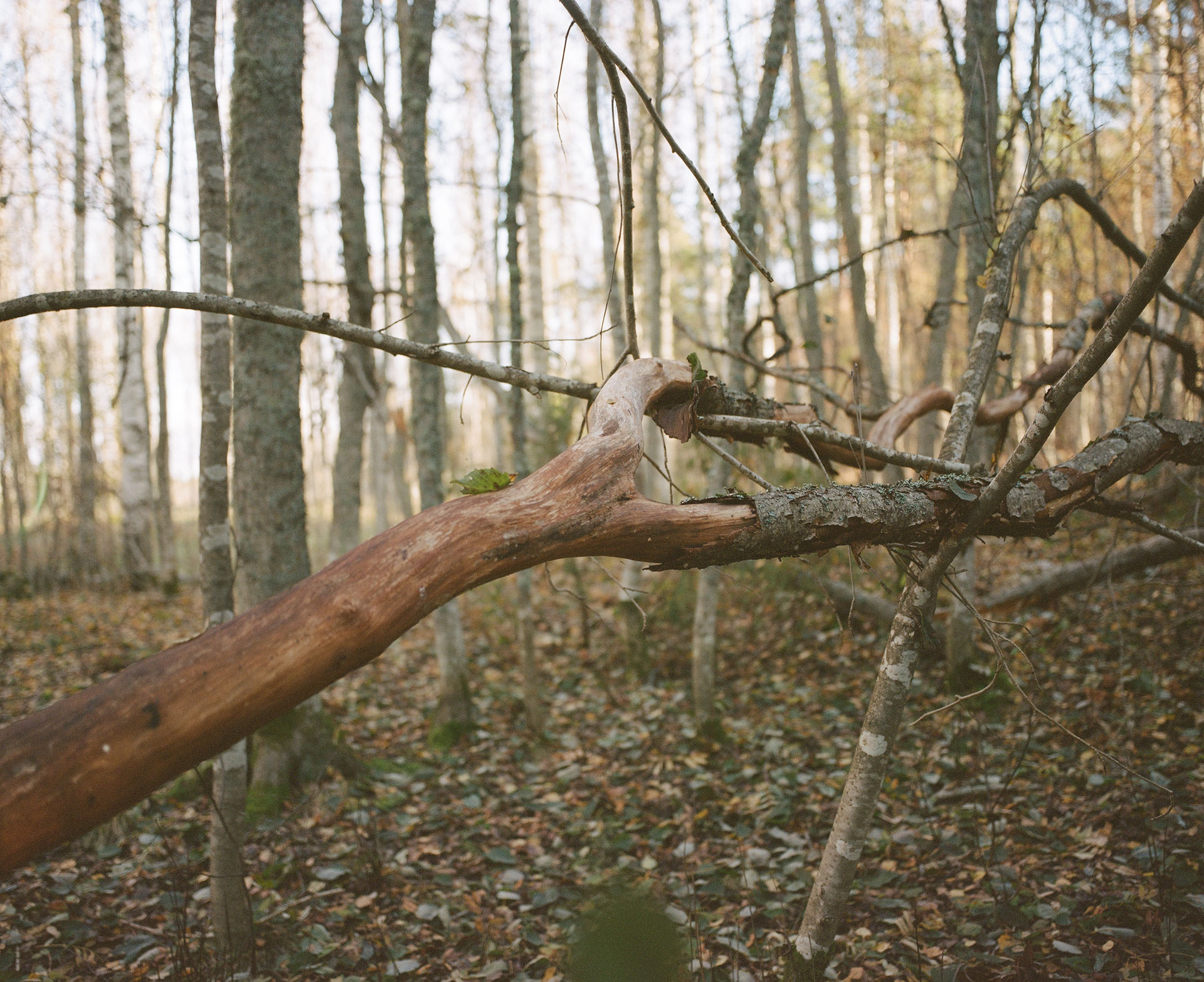 Autumn Pasture — 2024 — Pastureland