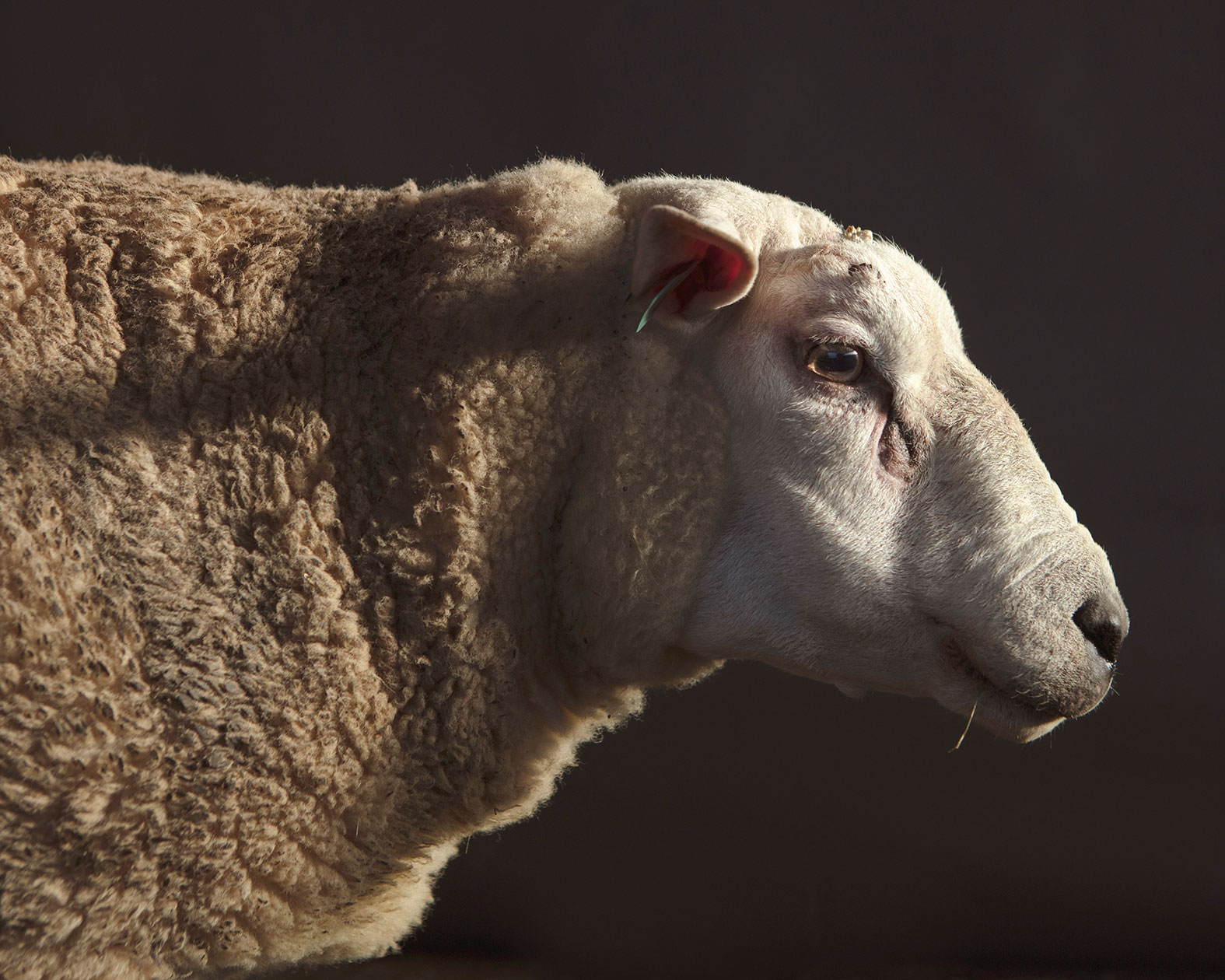 Portrait of a Ram III — 2024 — Pastureland