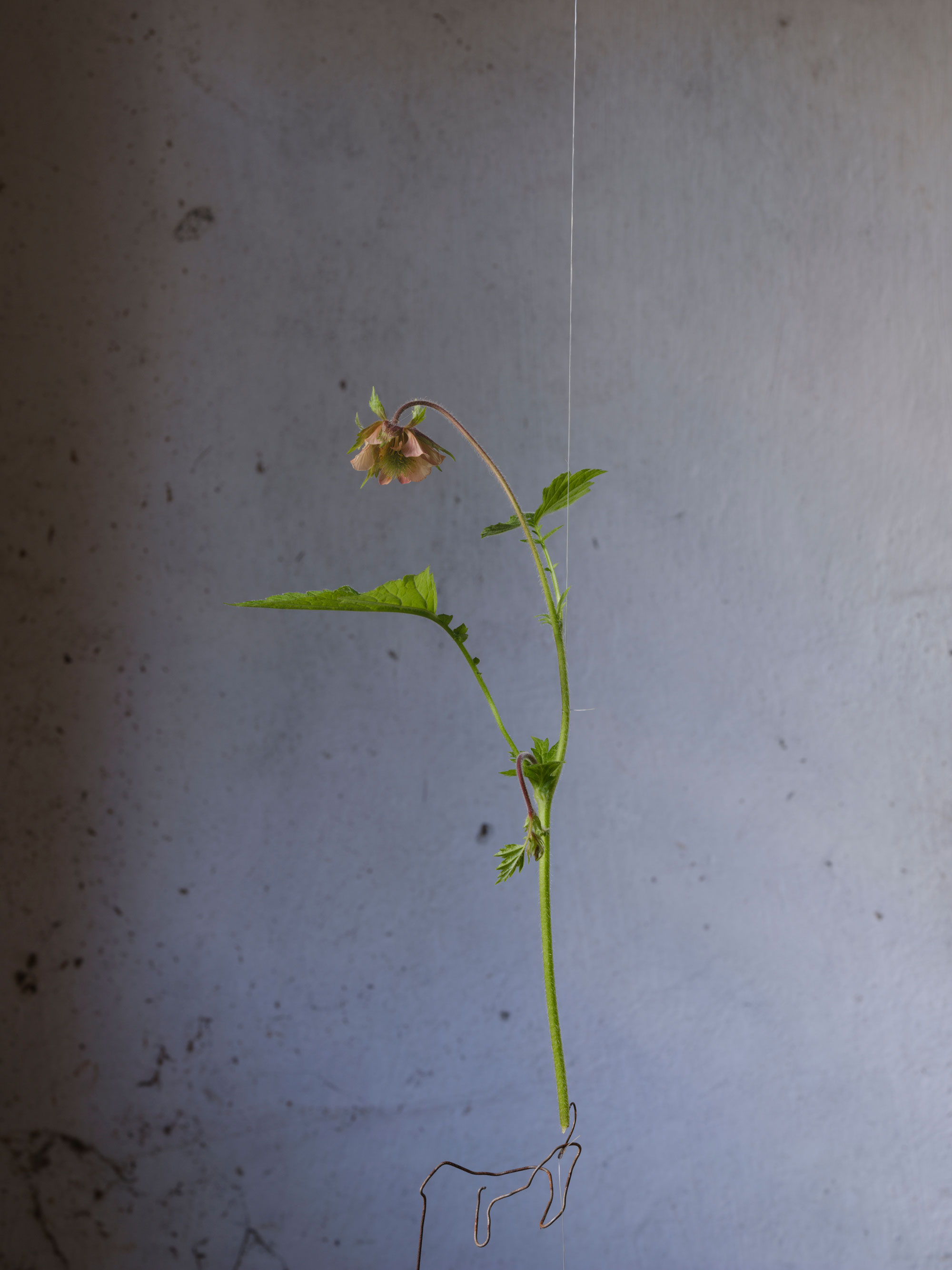 Geum Rivale — 2024 — Pastureland