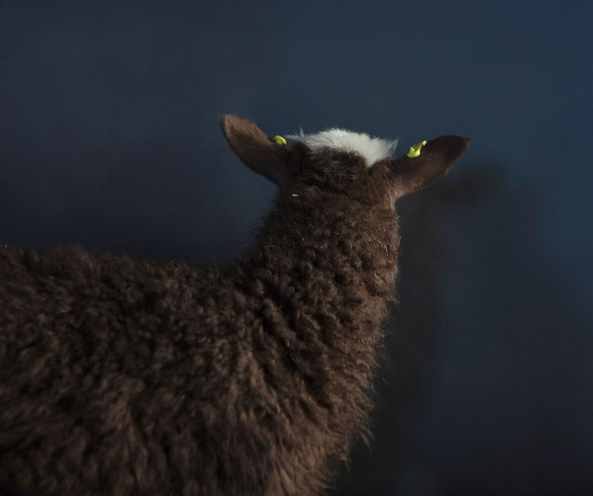 Portrait of a Lamb I-III — 2024 — Pastureland