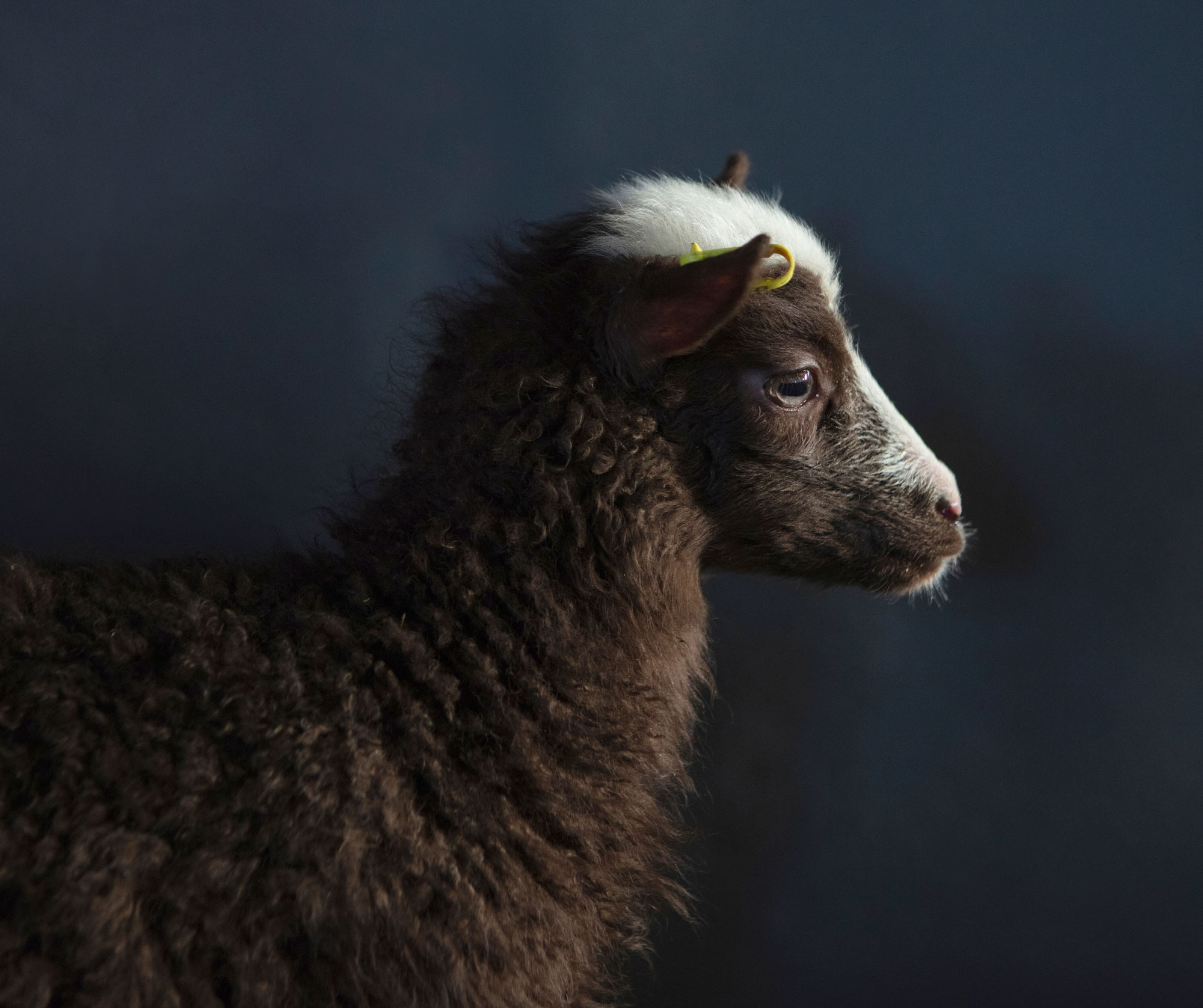 Pastureland 1 — Pastureland