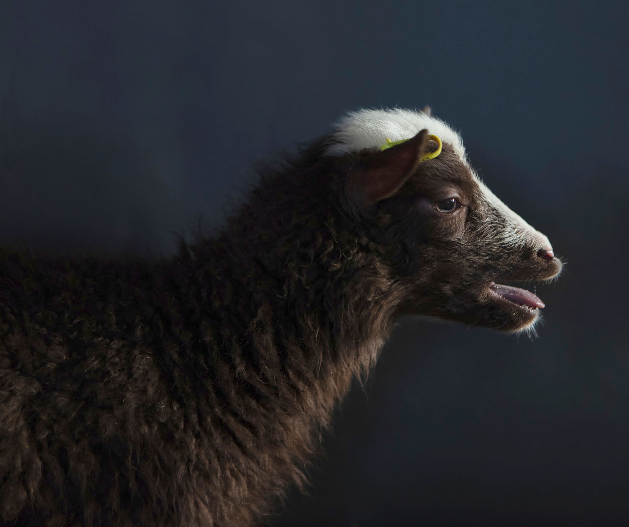 Pastureland 2 — Pastureland