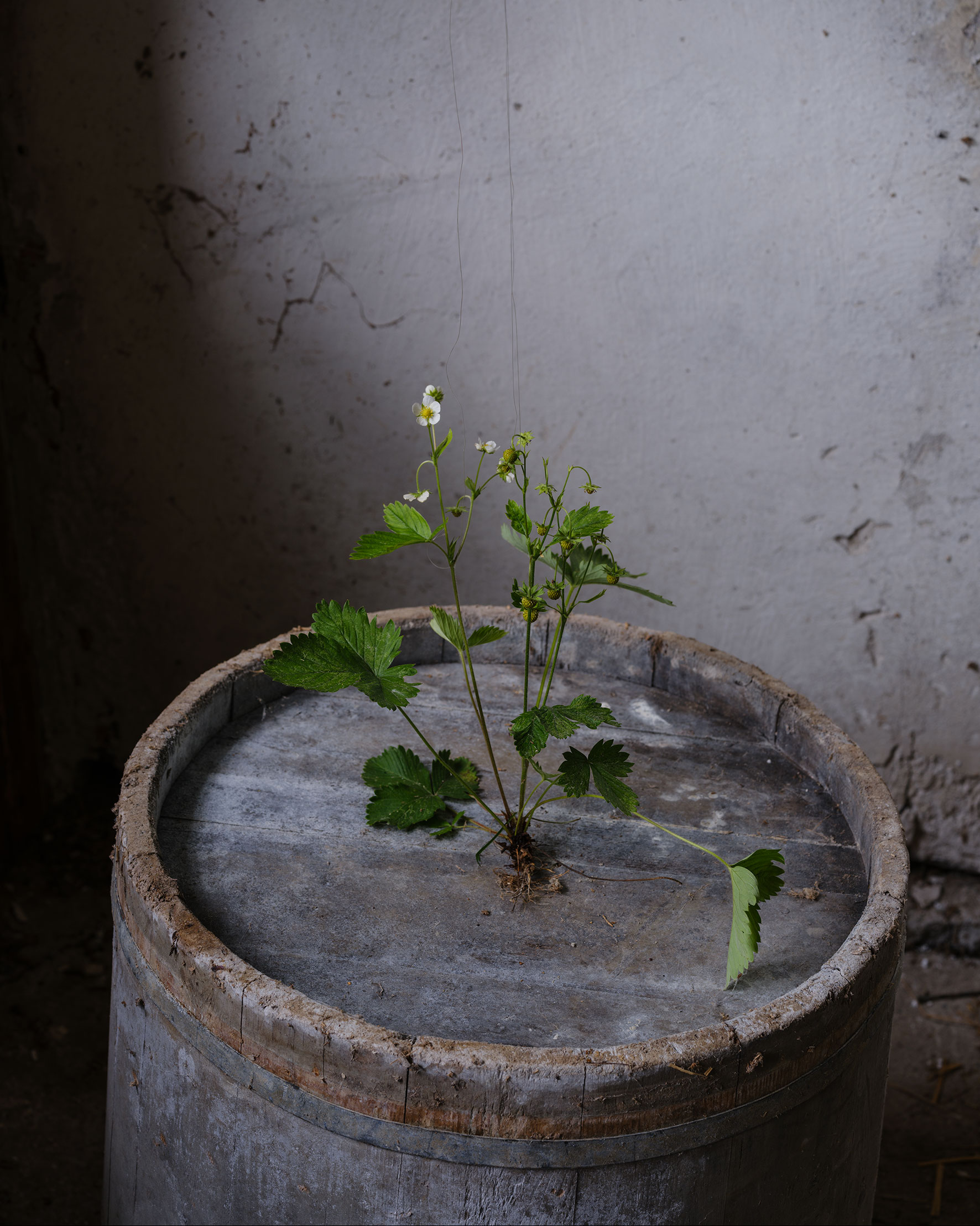 Fragaria vesca — 2024 — Pastureland