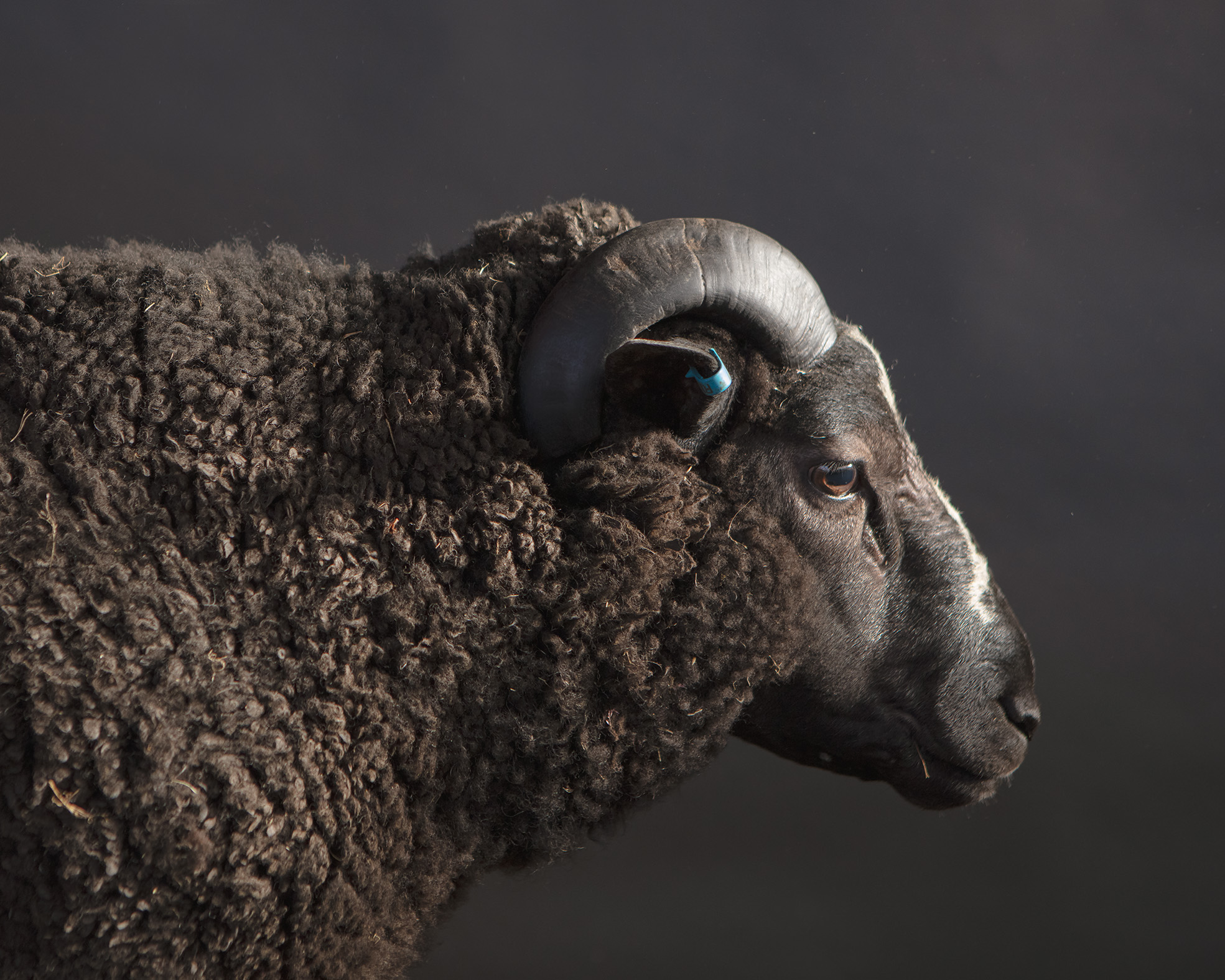 Portrait of a Ram I — 2024 — Pastureland