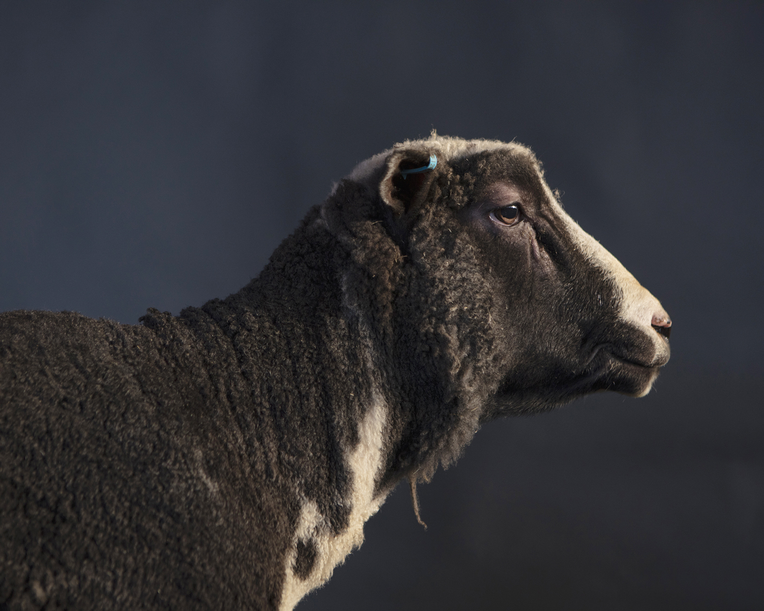 Portrait of a Ram II — 2024 — Pastureland