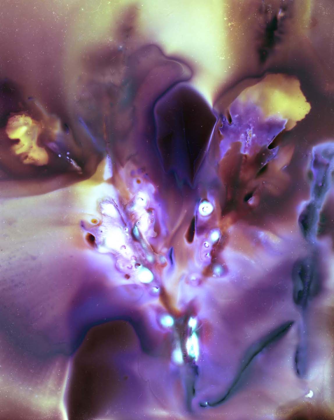56,93163° P, 12,35254° (Glommen, Sweden) Nro I — Seaweed Experimentations