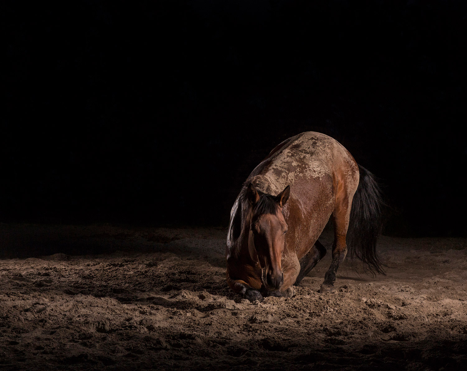 Momentum I-IX 1 — The Horse