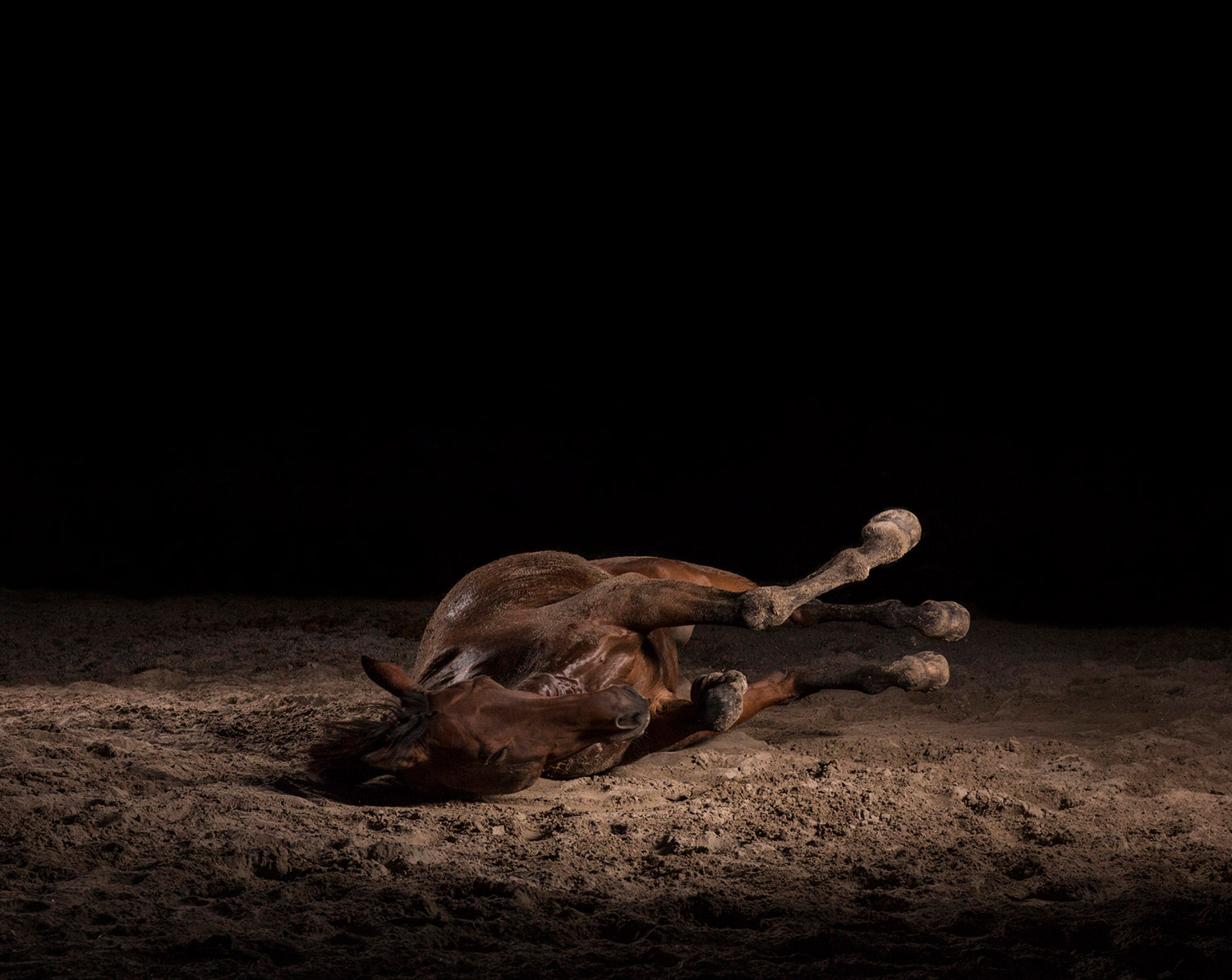 Momentum I-IX 2 — The Horse
