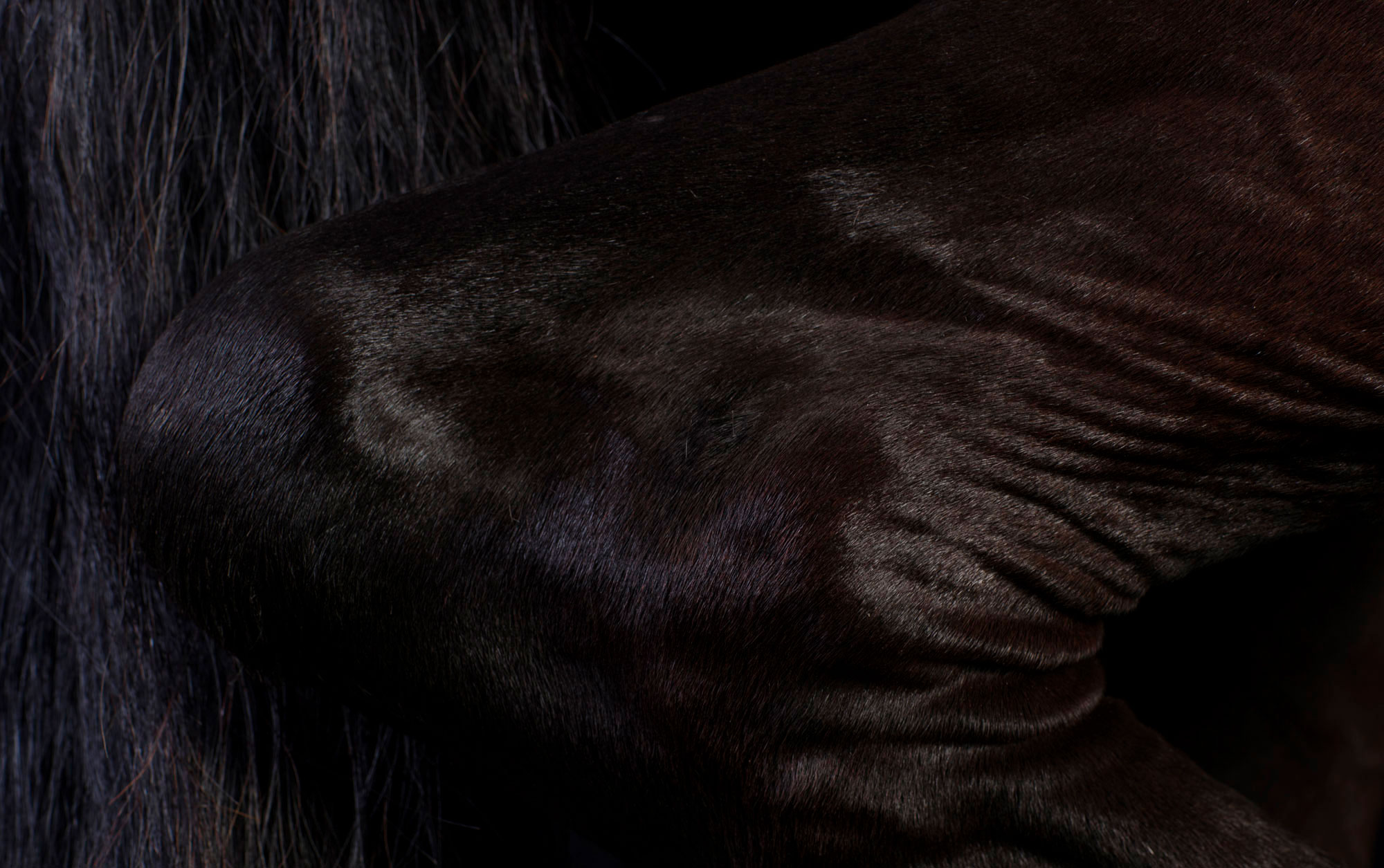 The Horse