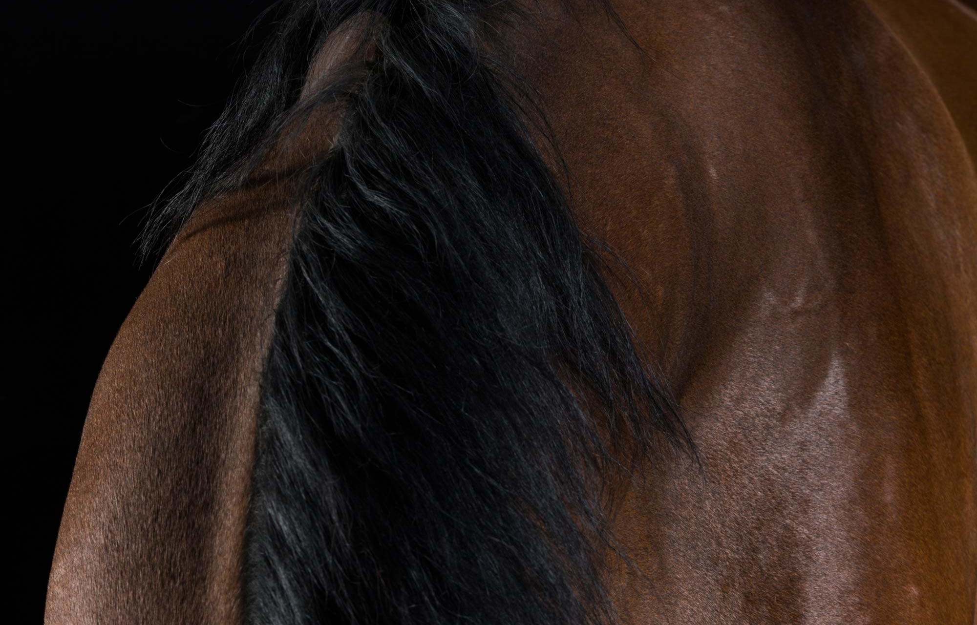 The Horse