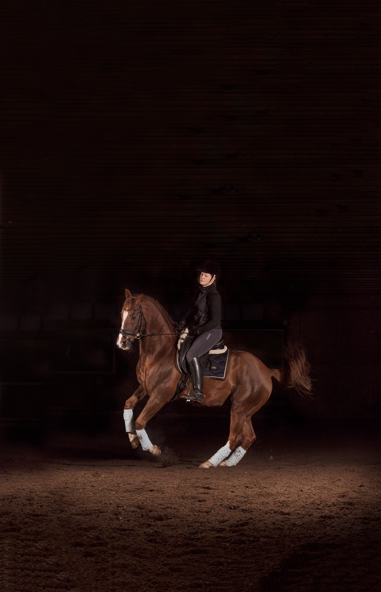 The Horse