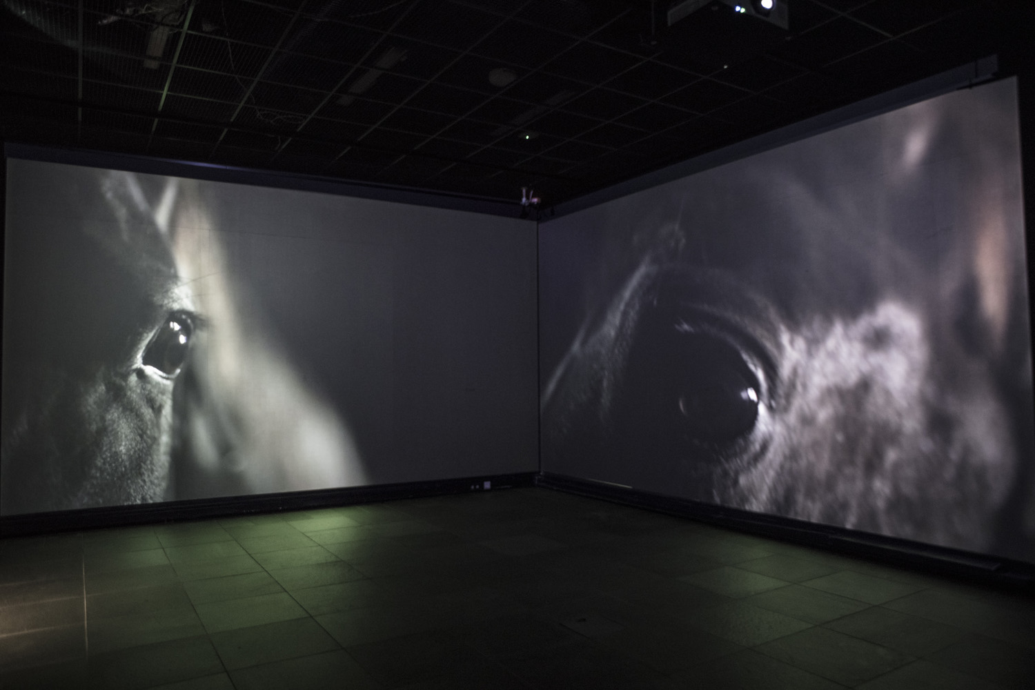 Exhibition view from Oulu Art Museum 2019 — The Horse