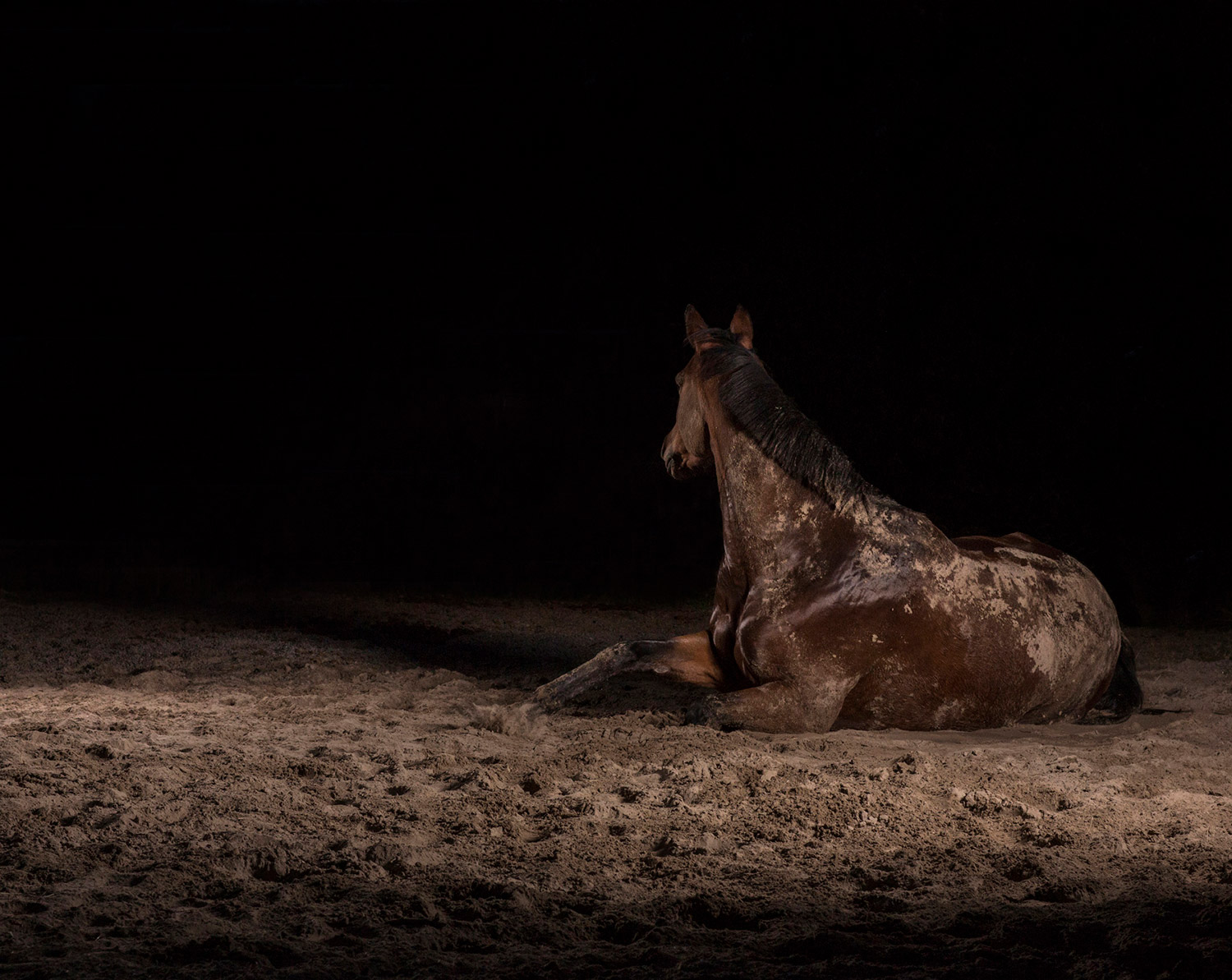 Momentum I-IX 4 — The Horse