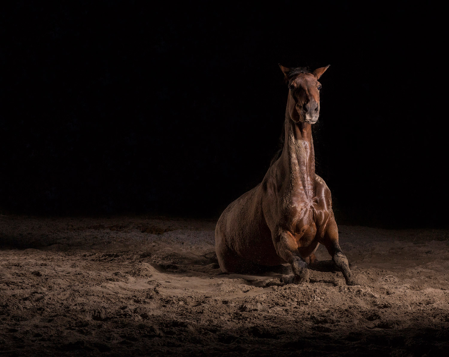 Momentum I-IX 5 — The Horse