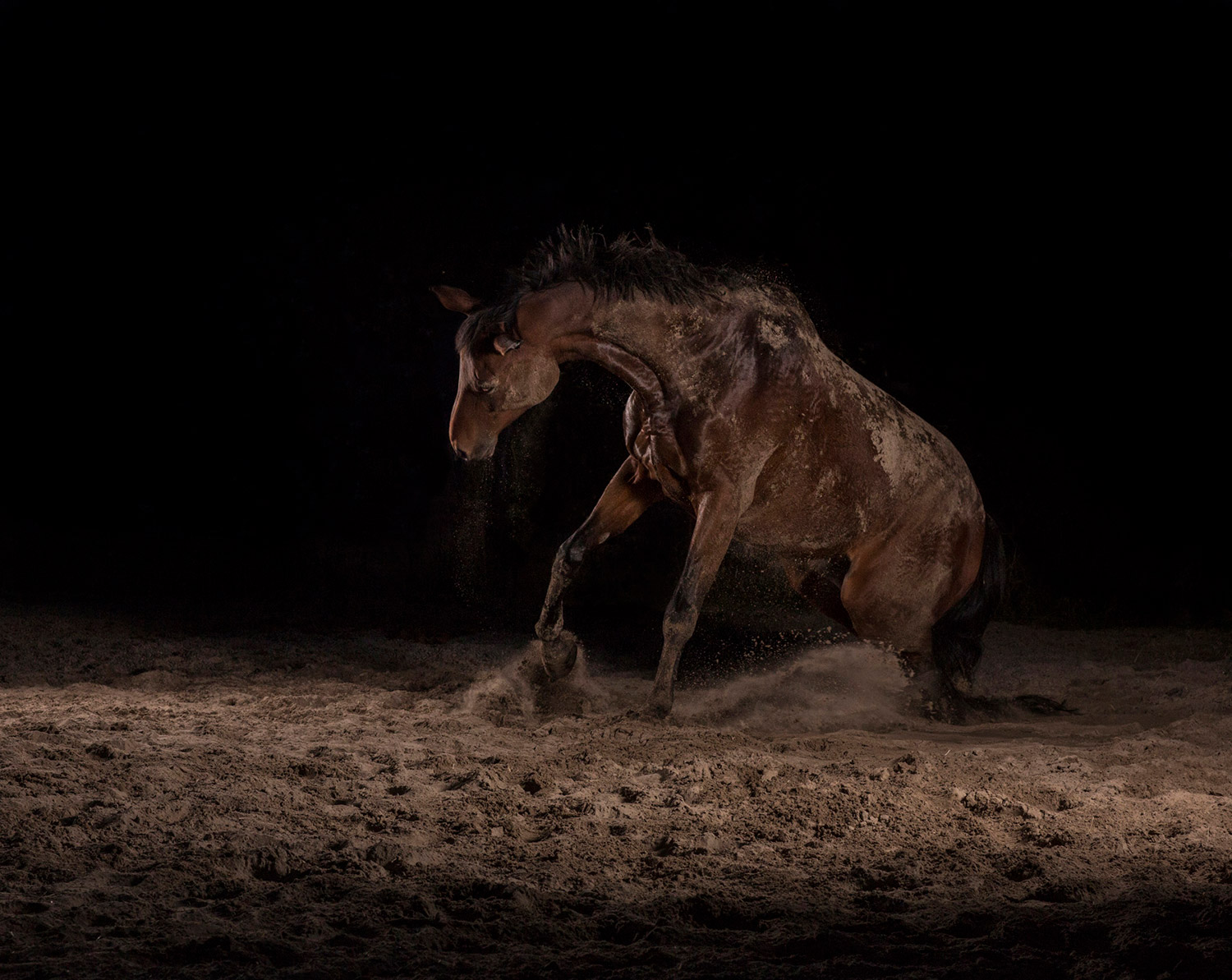Momentum I-IX 6 — The Horse