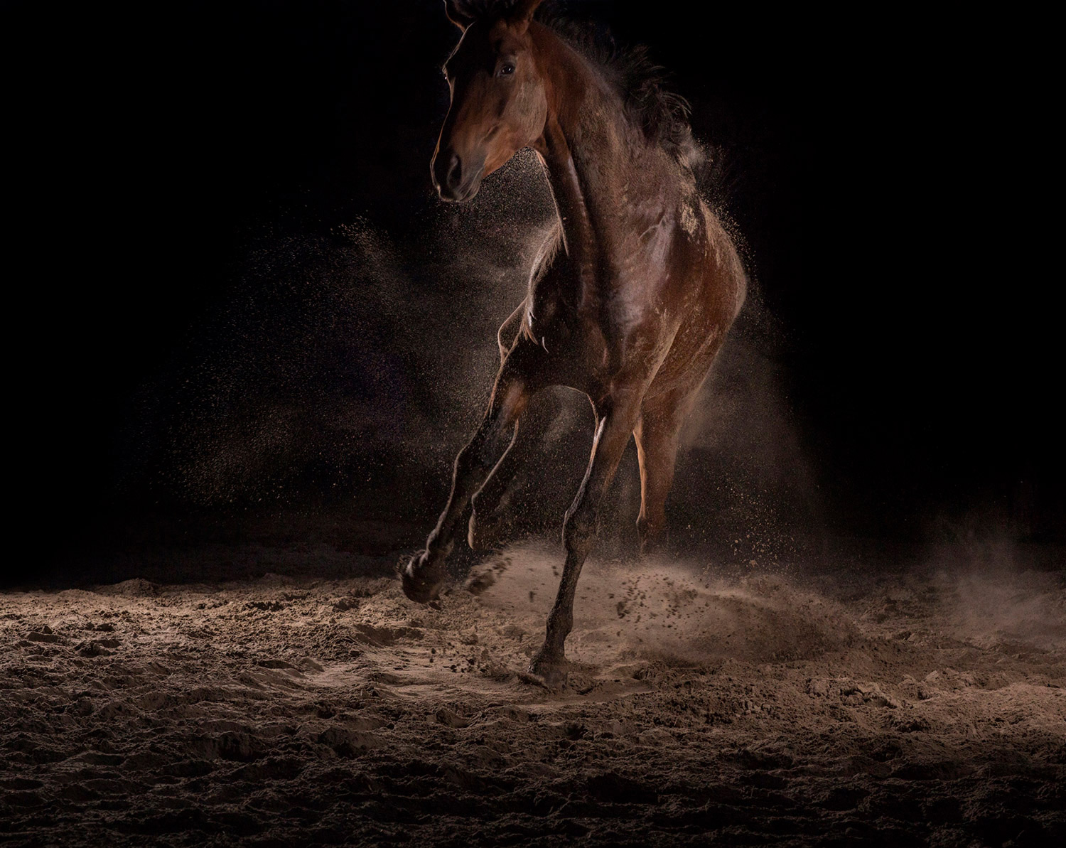 Momentum I-IX 8 — The Horse