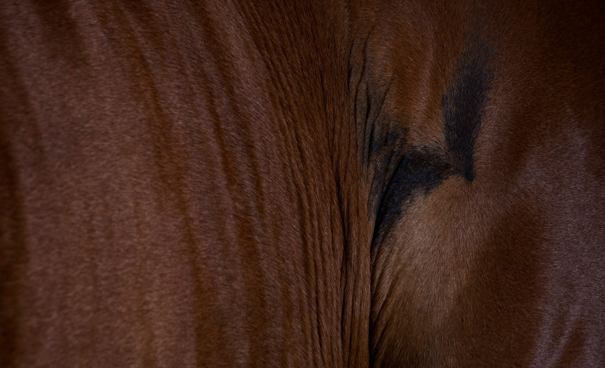 The Horse